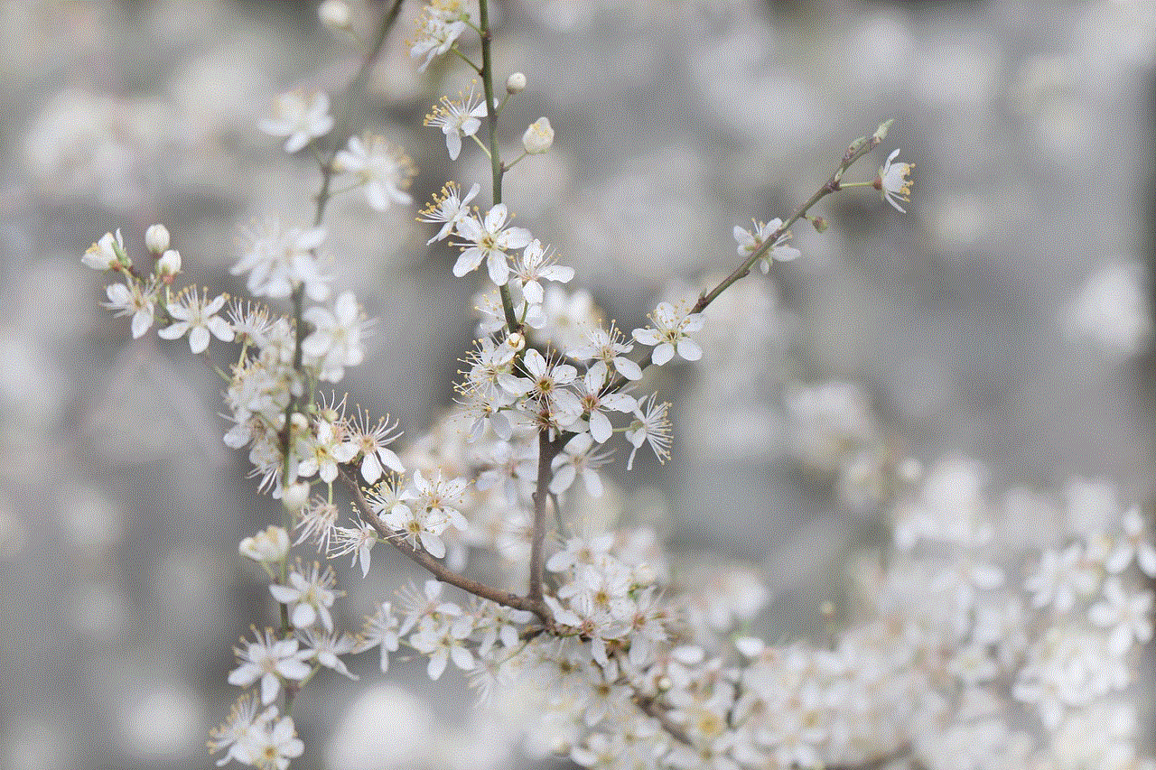 Sloe Blackthorn