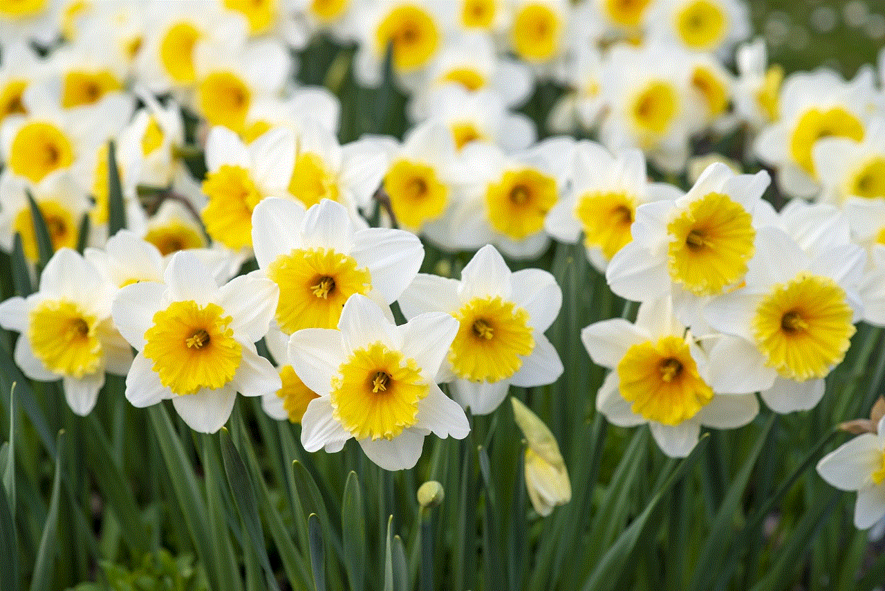 Spring Flowers White-And-Yellow