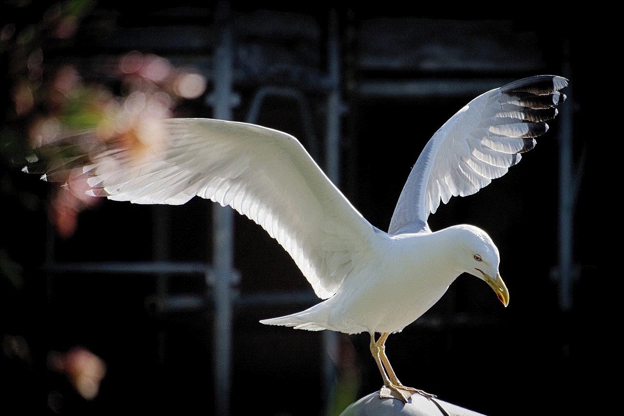 Seagull Flight