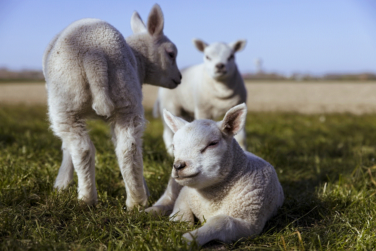 Lambs Sheep