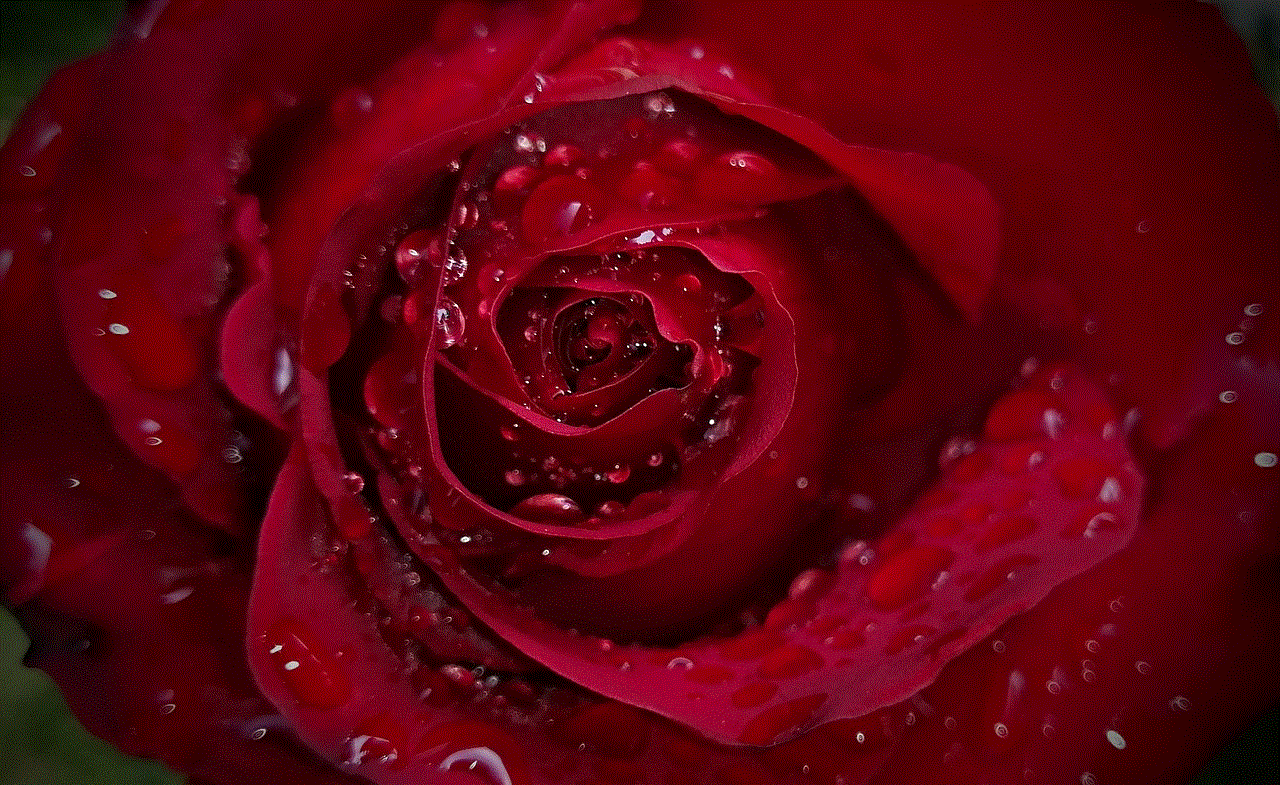 Rose Beautiful Flowers