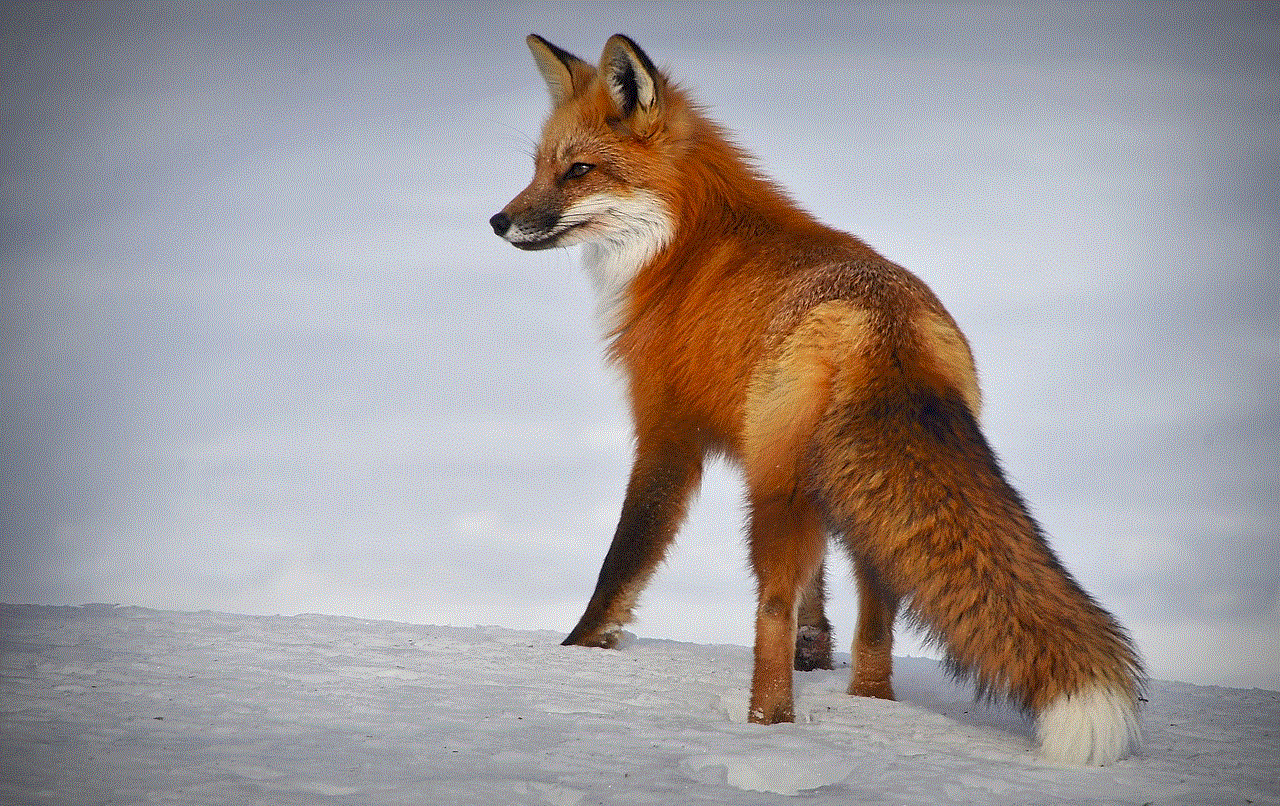 Fox Animal