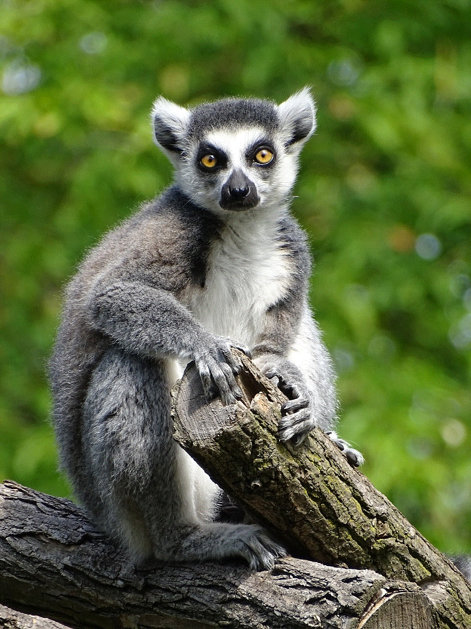 Lemur Animal