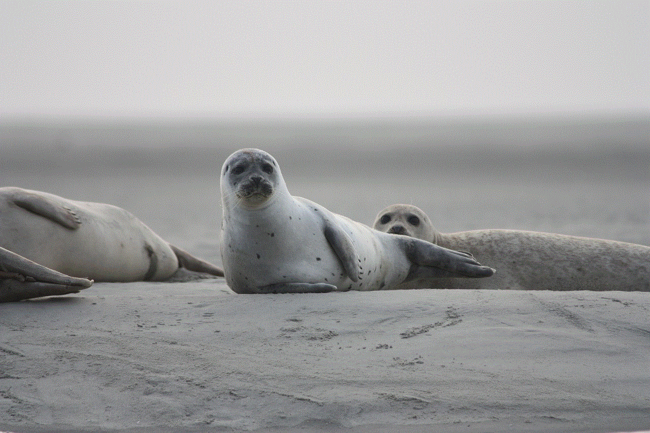 Seals Veaux Marins Seals