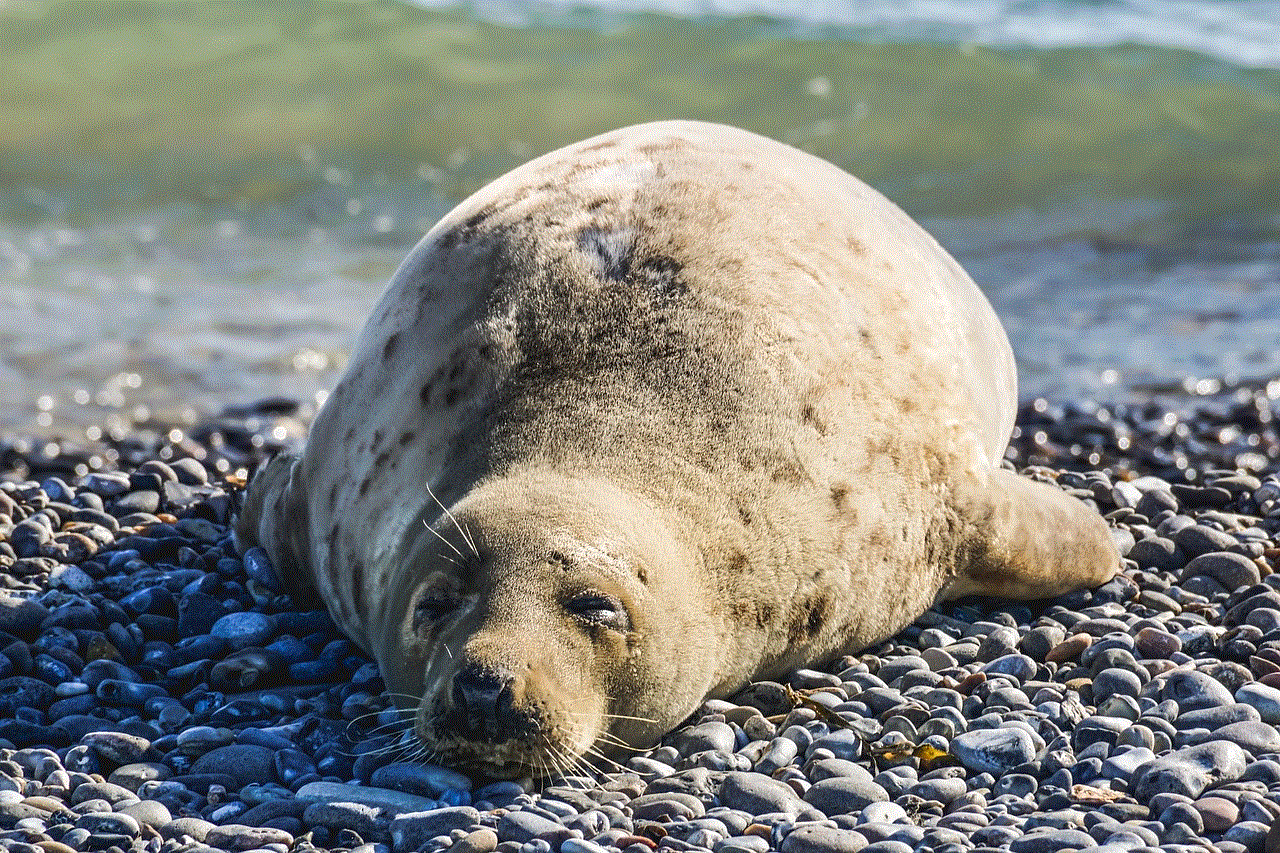 Seal Animal