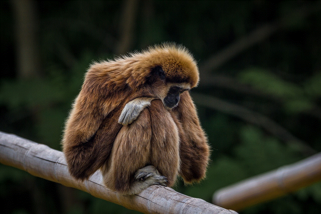 Gibbon Monkey