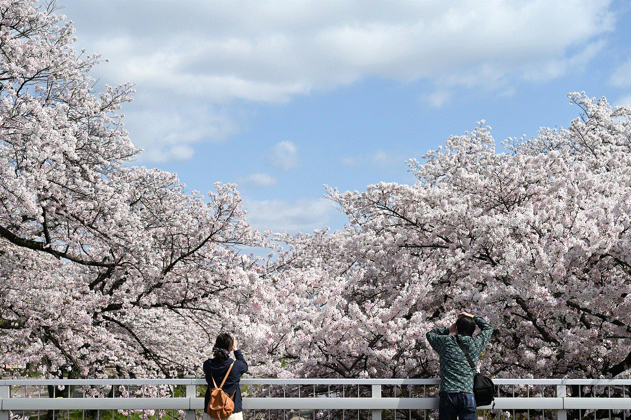 Cherry Blossoms Bridge
