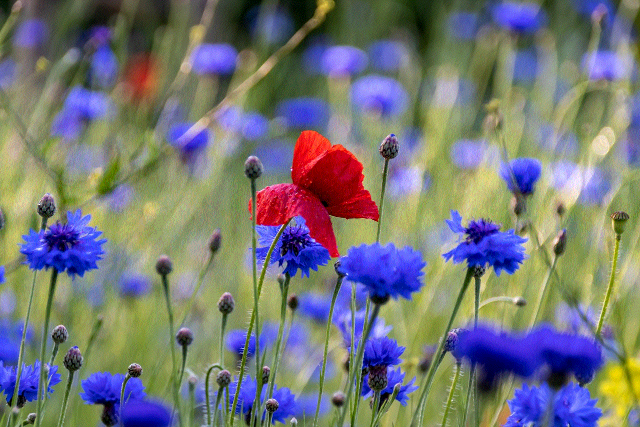 Poppy Cornflower