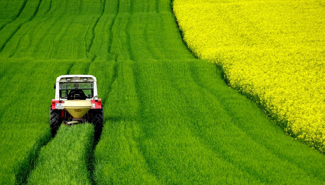 Rapeseeds Field