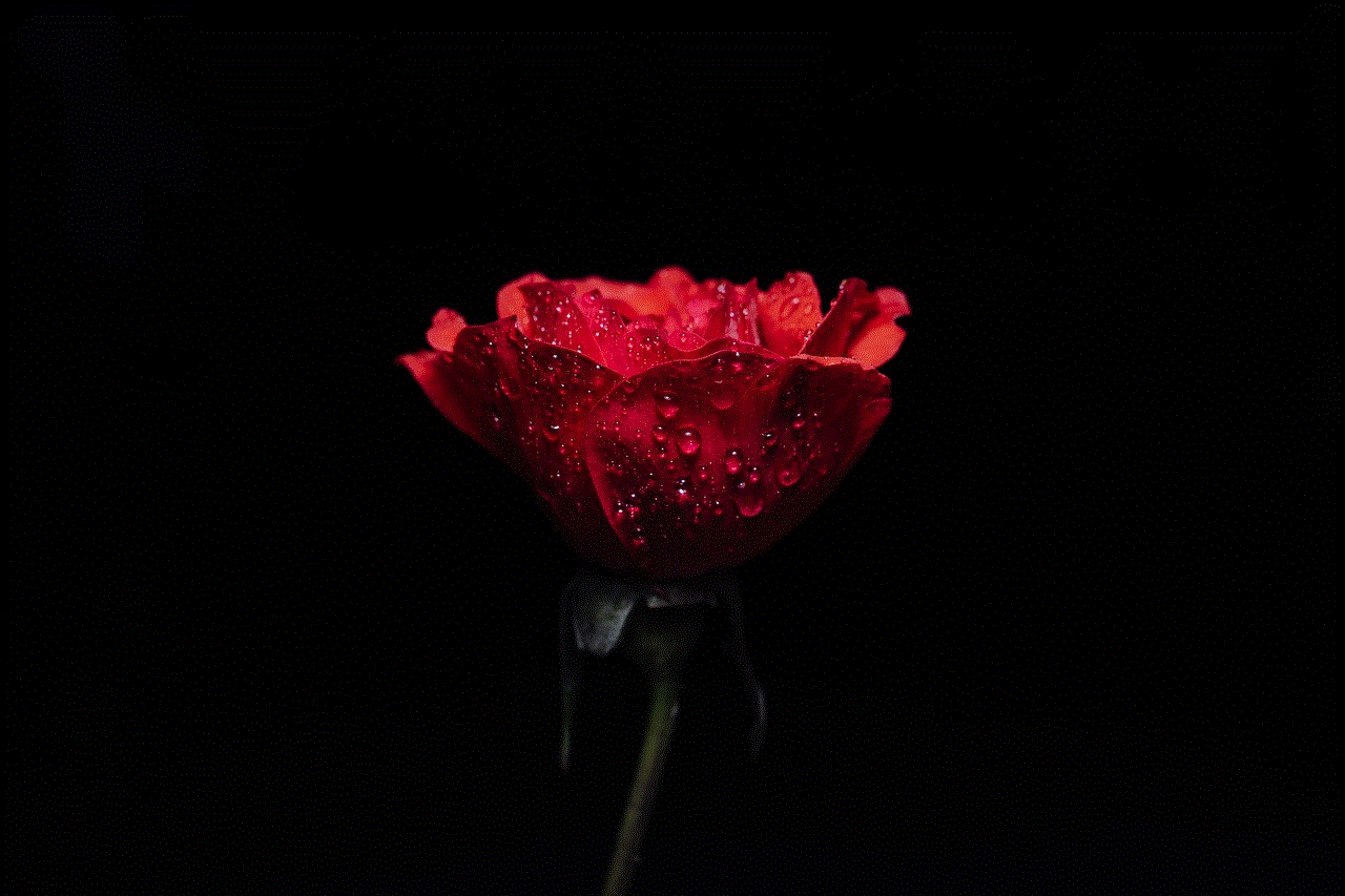 Rose Rose Flower