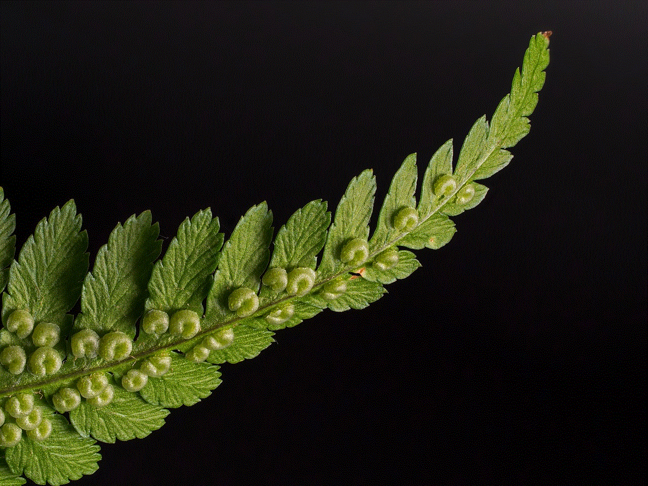 Fern Worm Fern