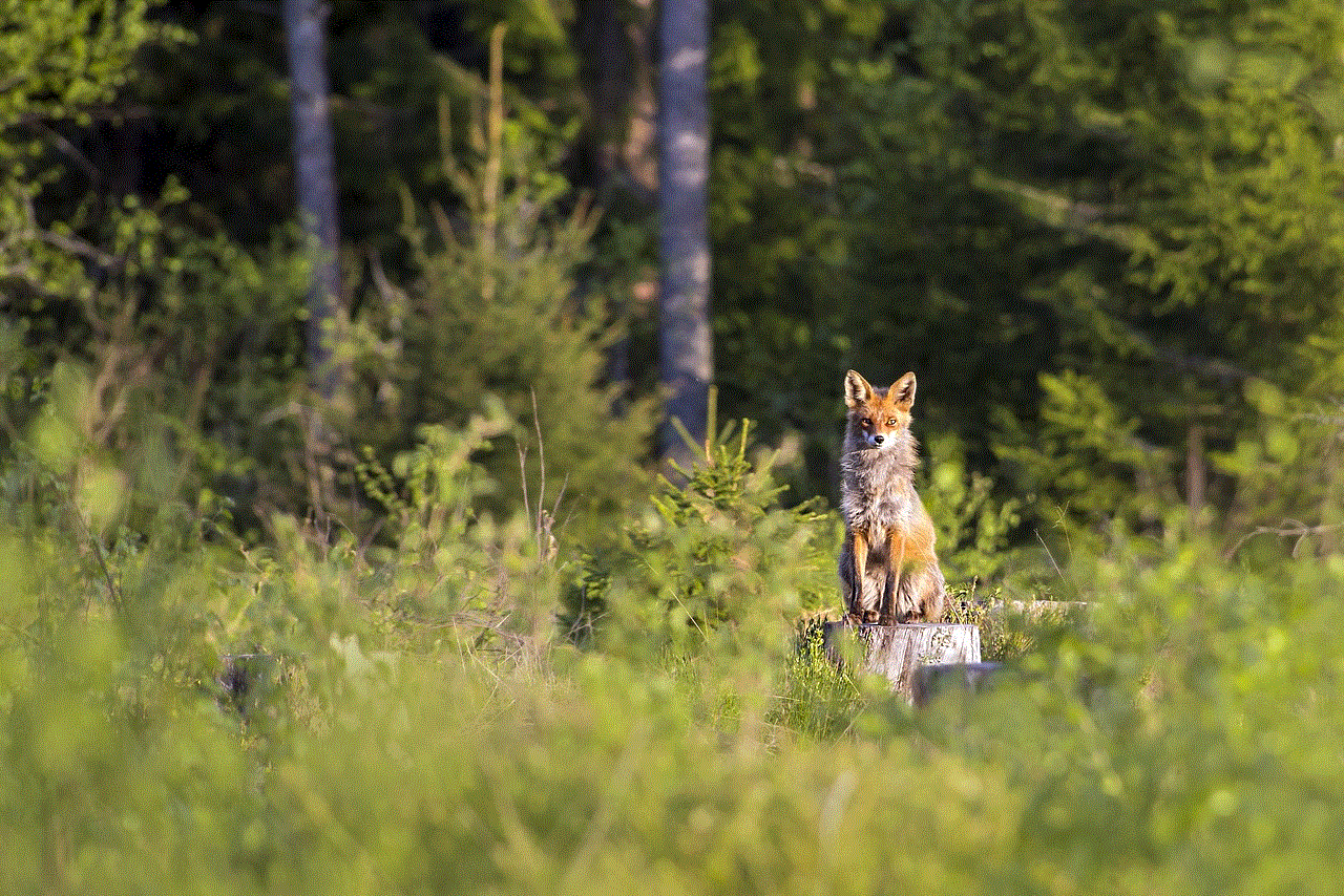 Red Fox Vulpes Vulpes