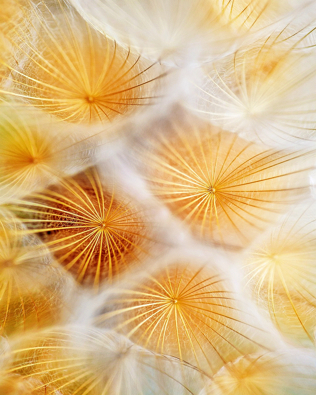 Dandelion Seeds