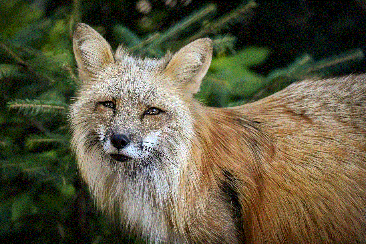 Fox Wildlife