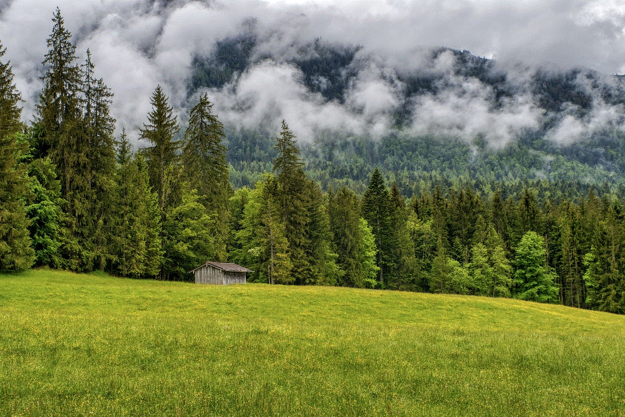 Forest Clouds