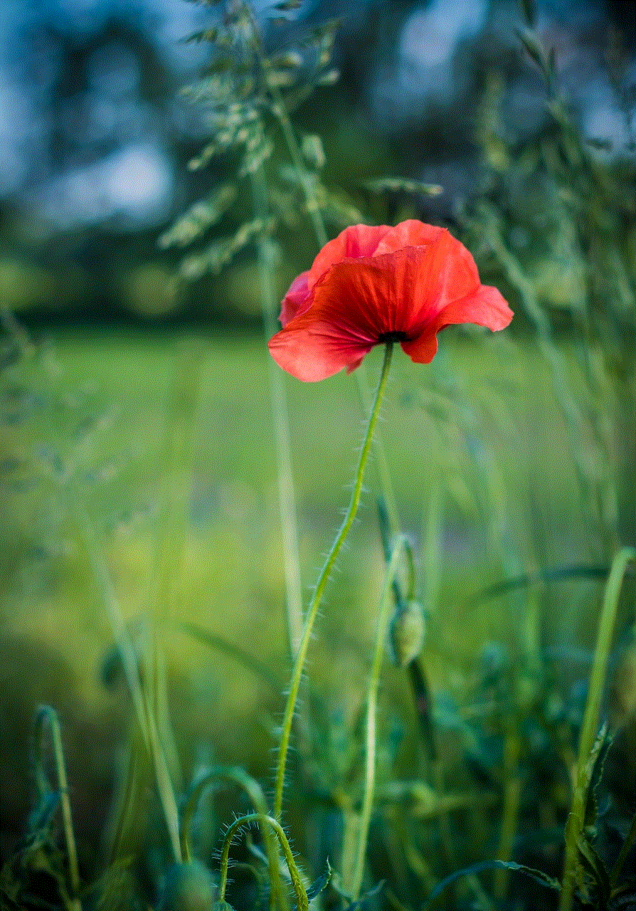 Poppies Flower