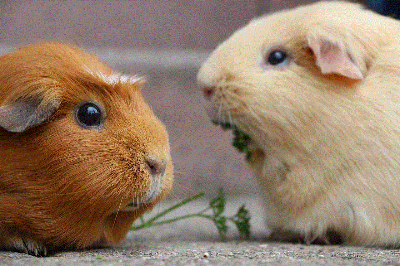 Guinea Pig Rodent