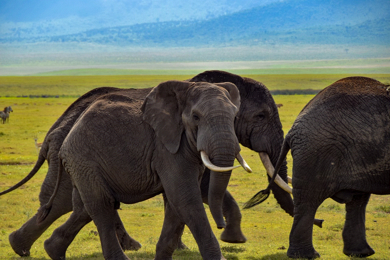 Elephant Wildlife
