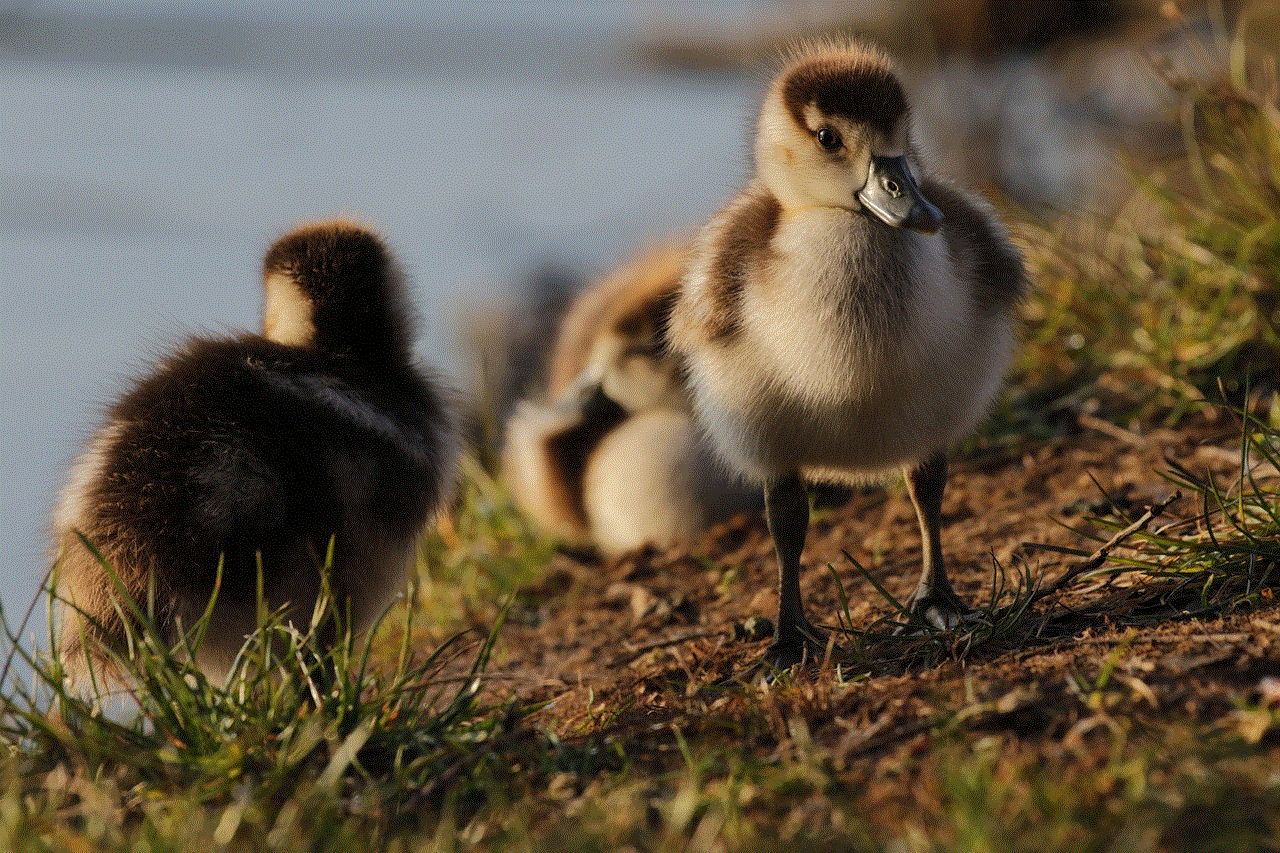 Egyptian Goose Duck