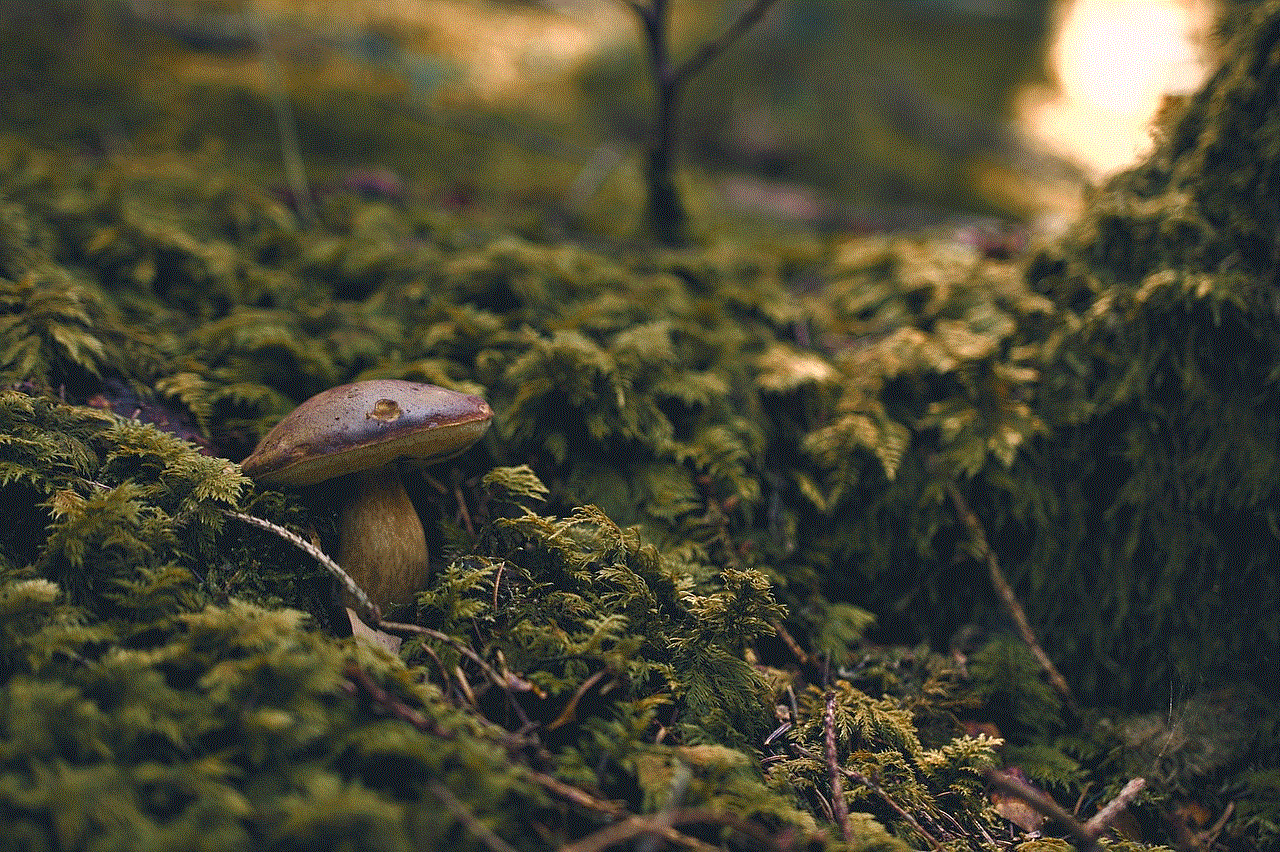 Forest Mushroom