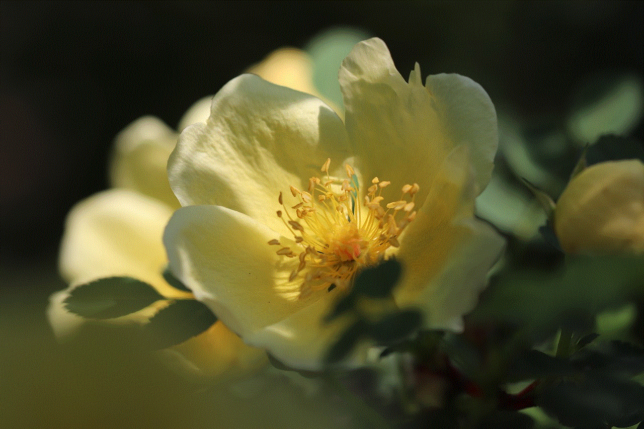 Rose Gold Yellow Rose