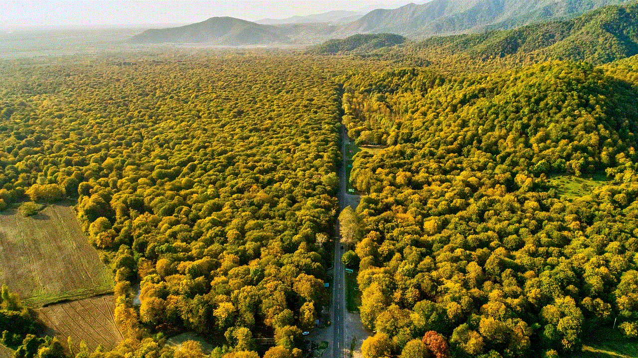 Forest Landscape