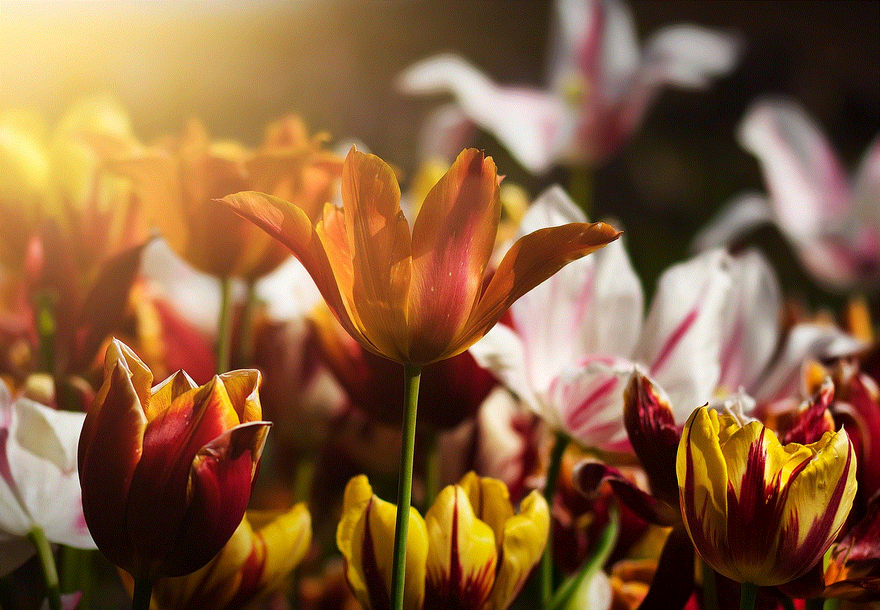 Tulips Flowers