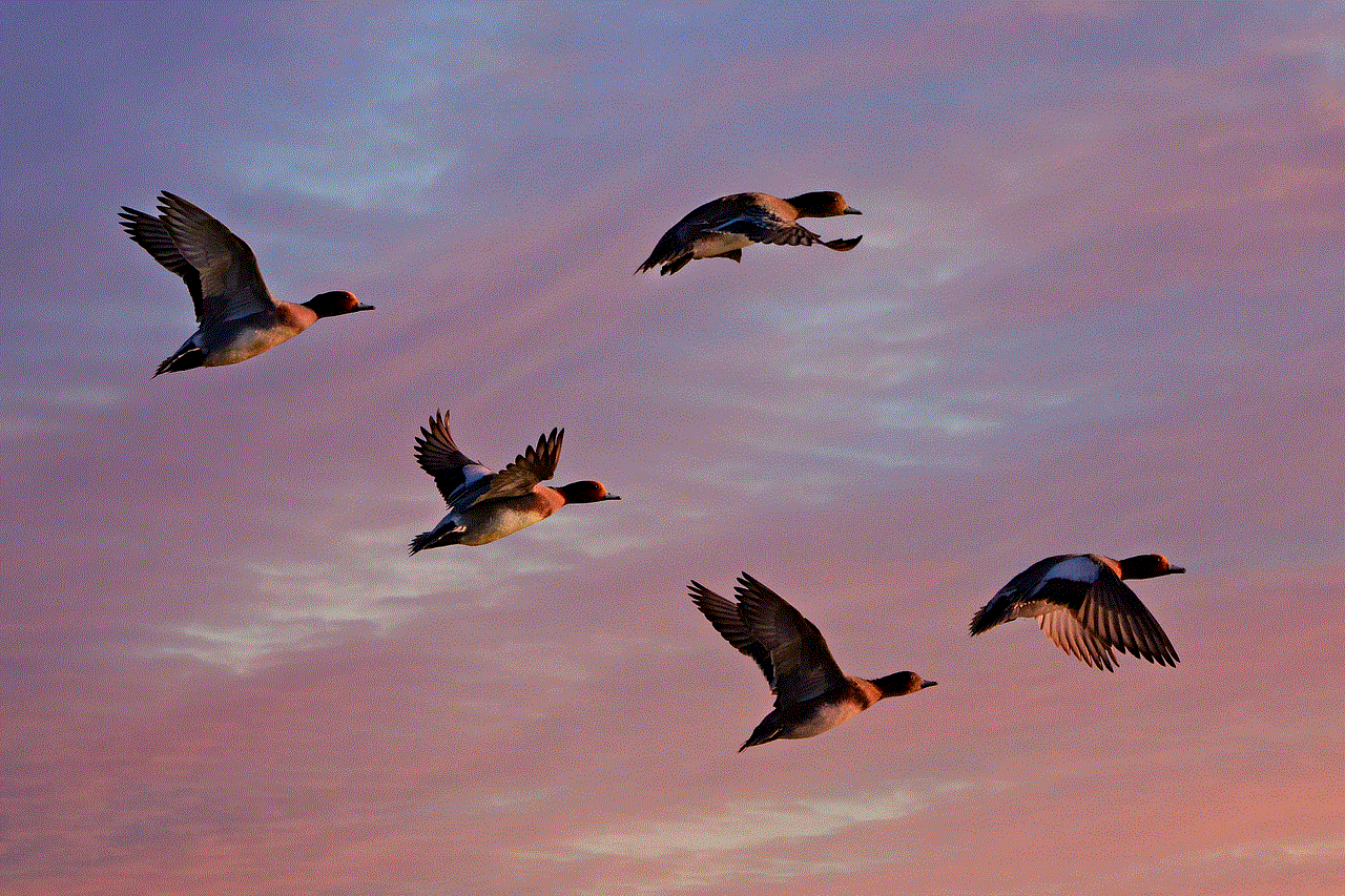 Eurasian Wigeon Duck