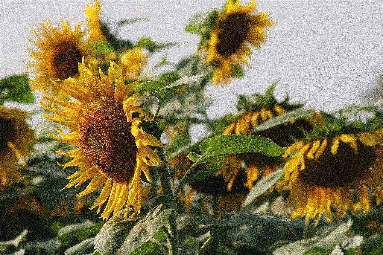 Sunflower Blossom
