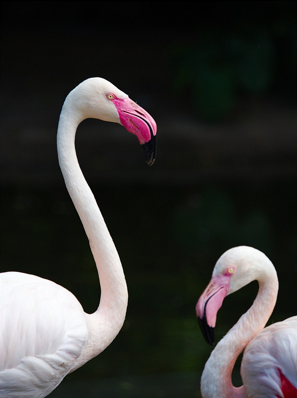 Bird Flamingo