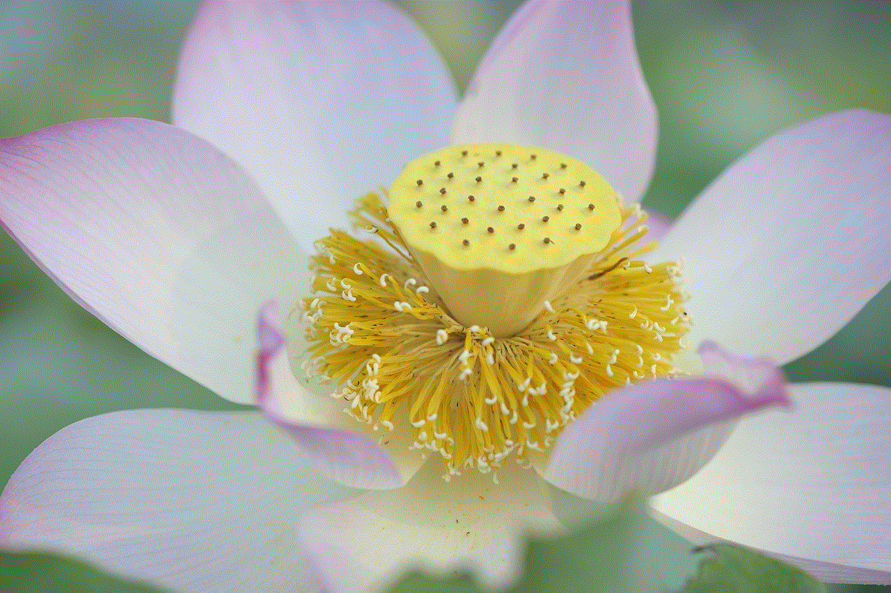 Lotus Blossom