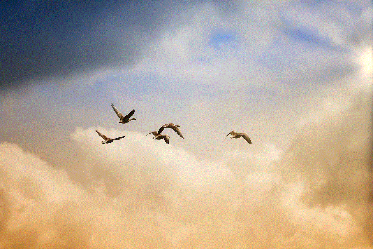 Birds Flying