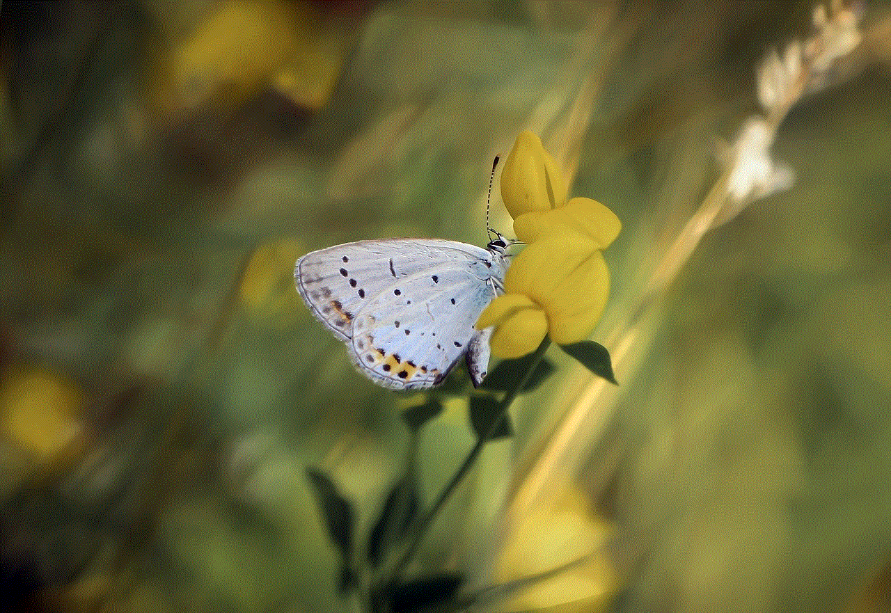 Butterfly Butterflies