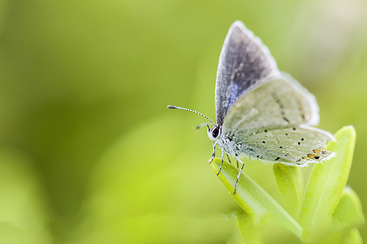 Butterfly Insects