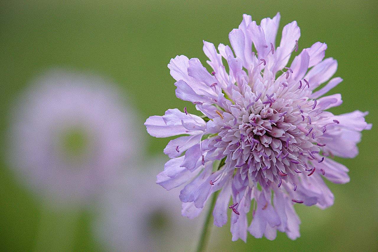 Widow Flower Flower