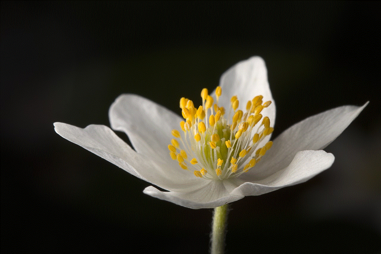 Wood Anemones Forest