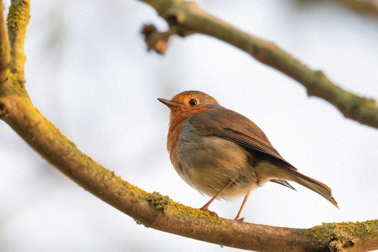 Robin Redbreast In Tree Robin