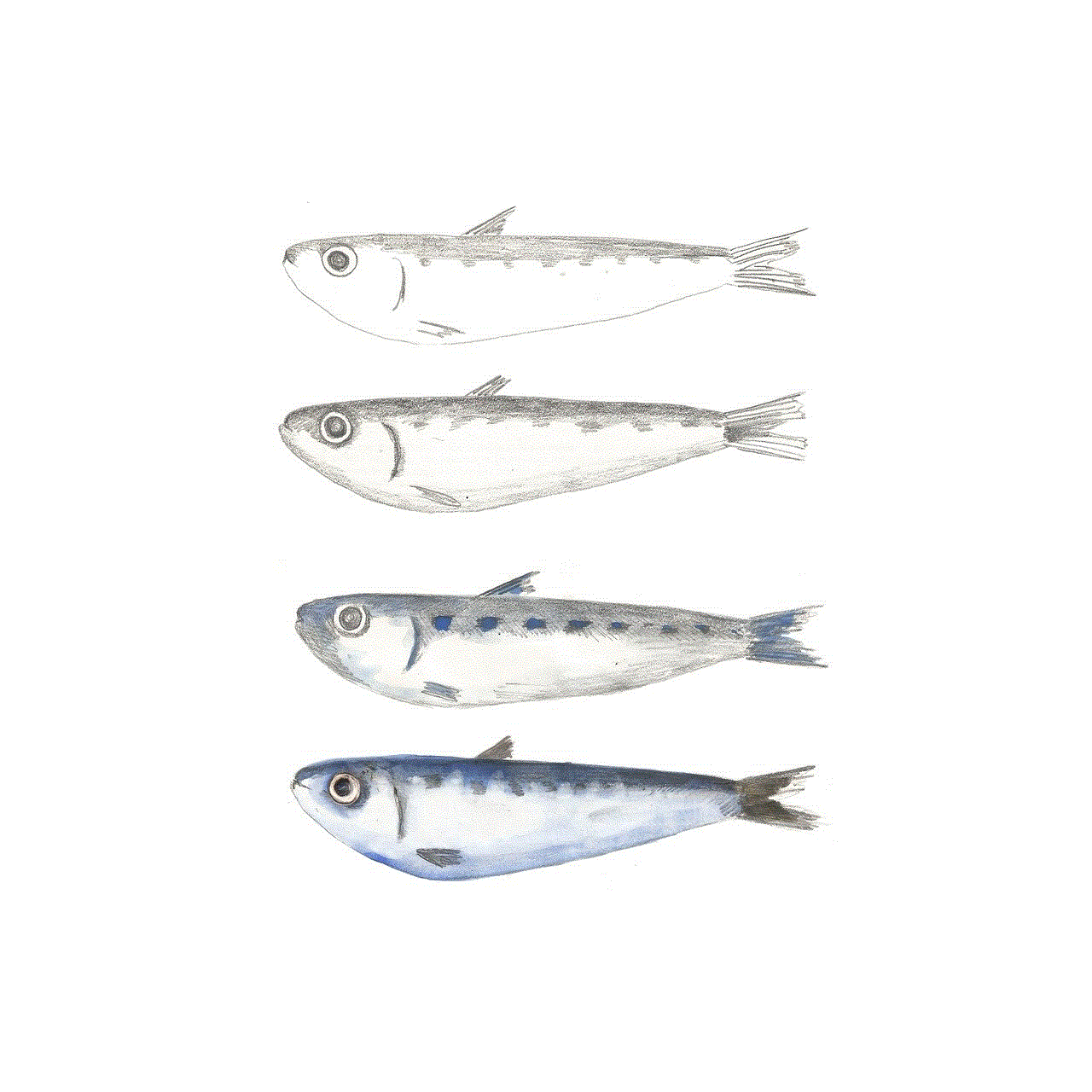 Sardine Fish