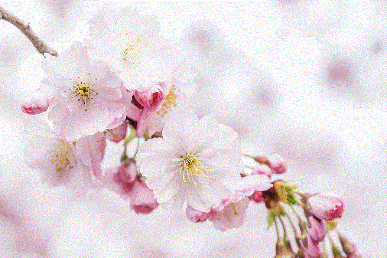 Cherry Blossoms Petals