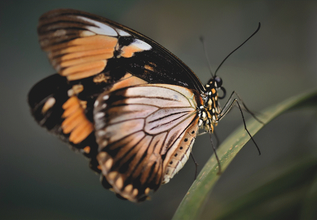 Butterfly Tropical Butterfly