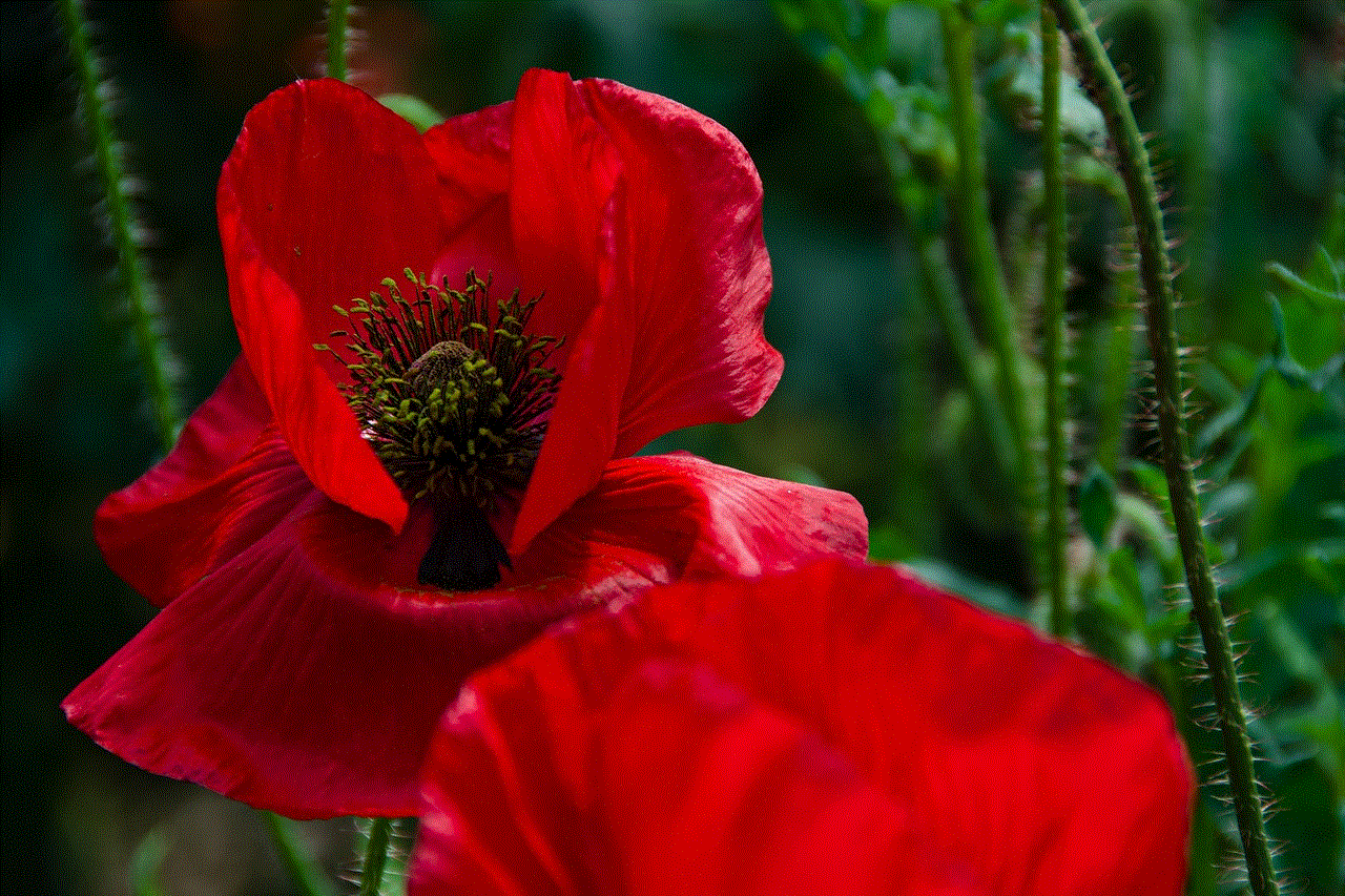 Poppy Nature