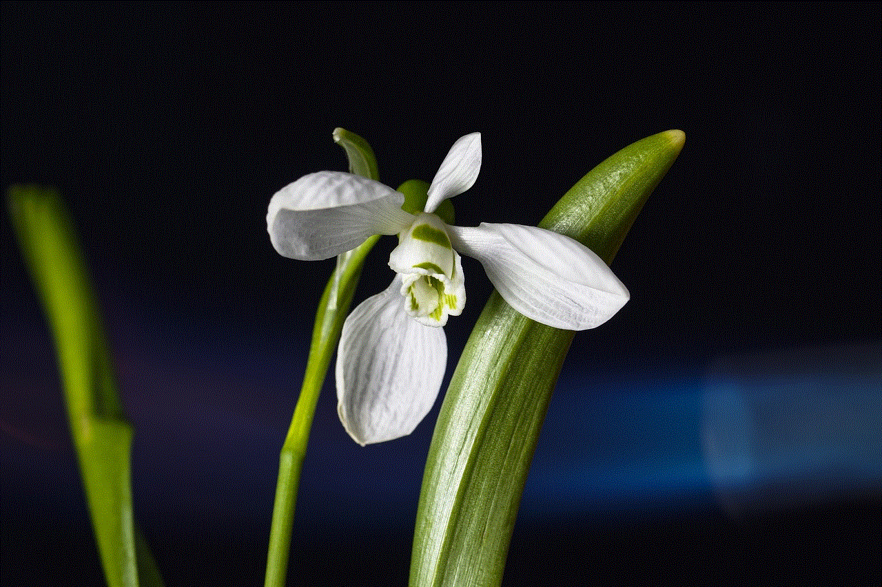 Snowdrop Blossom