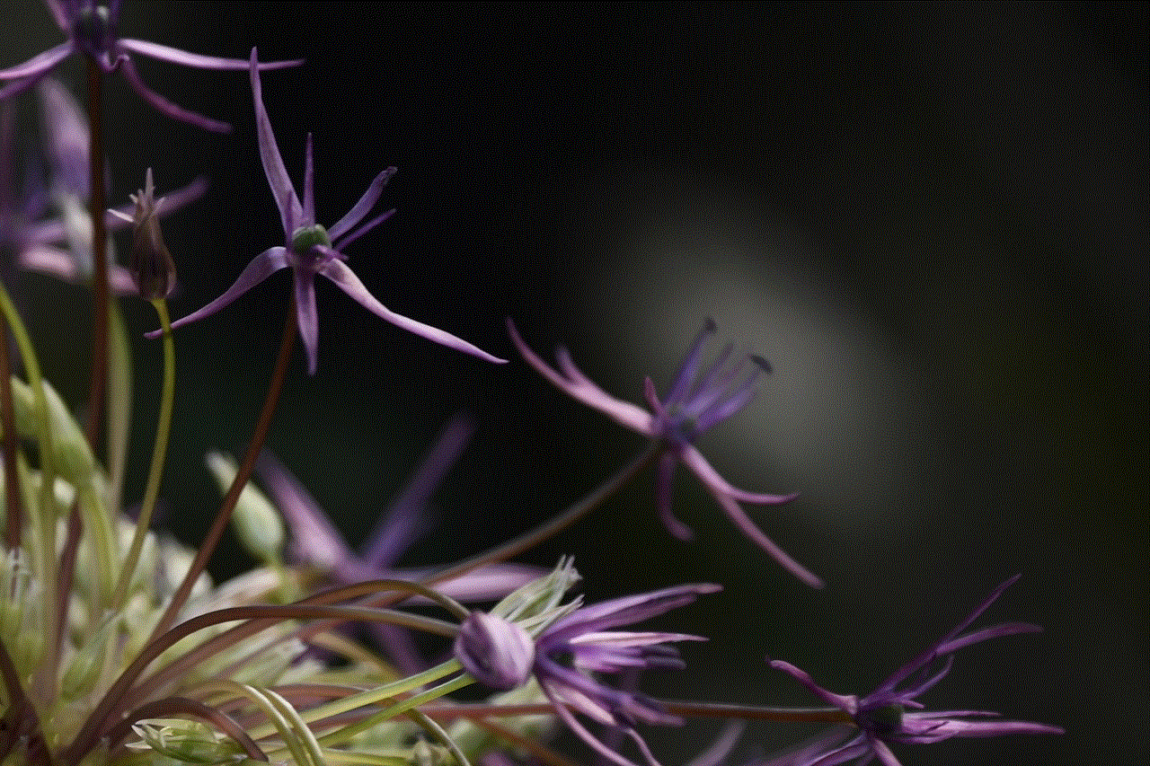 Flower Purple Flower Purple