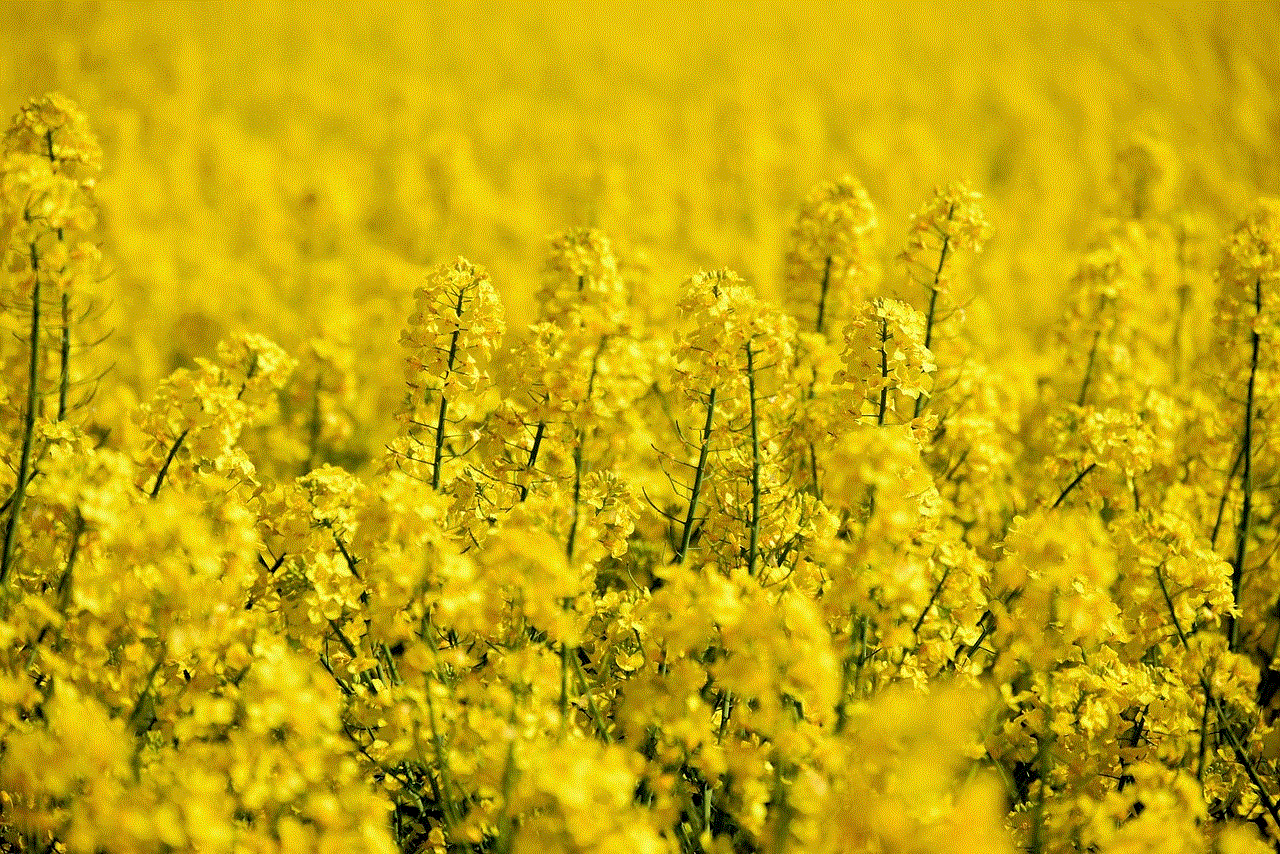 Oilseed Rape Field Of Rapeseeds