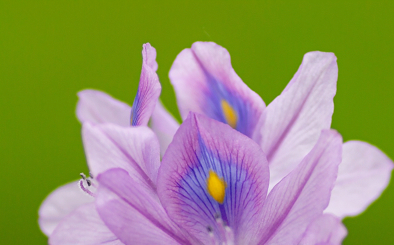 Eichhornia Crassipes Flower