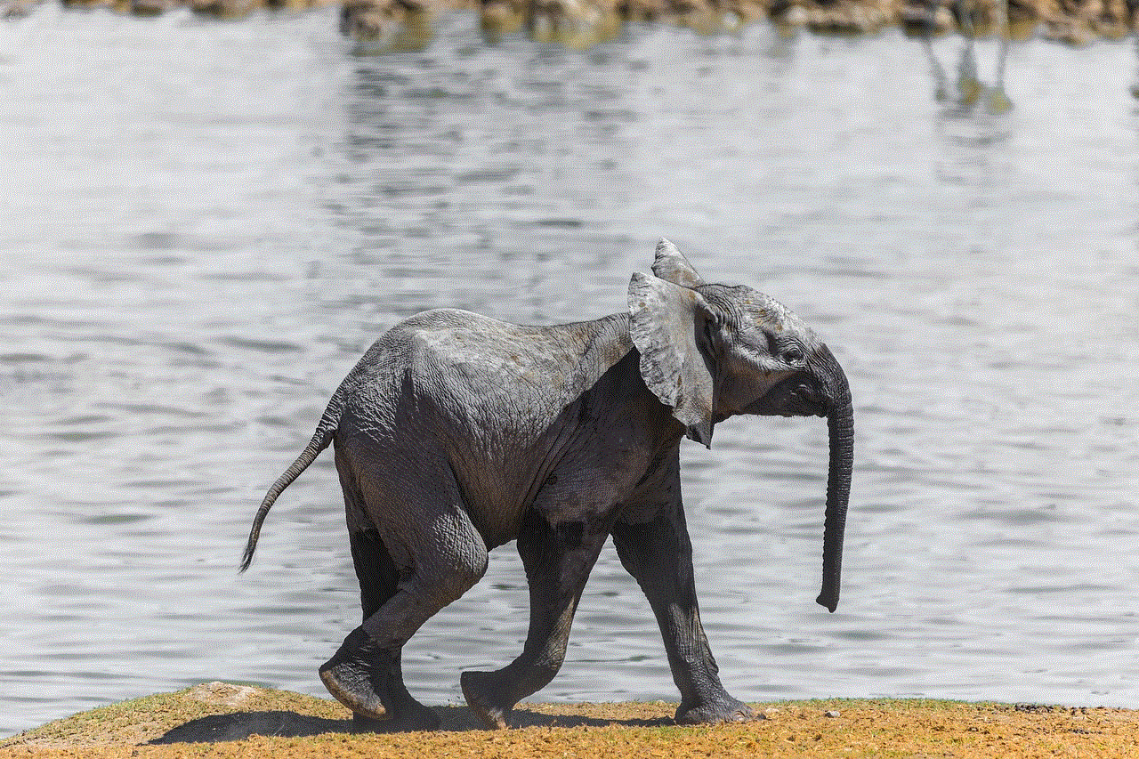 Elephant Namibia