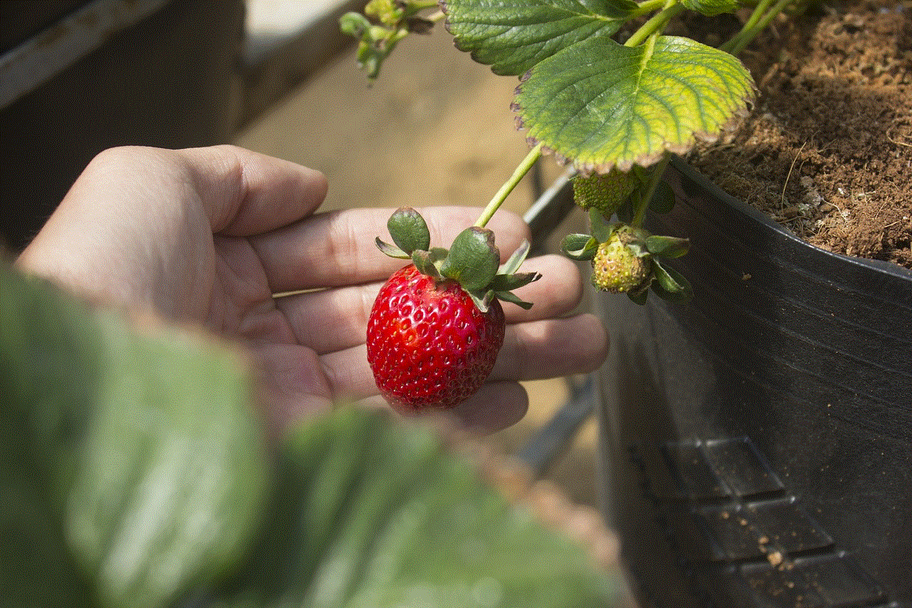 Stawberry Fruit