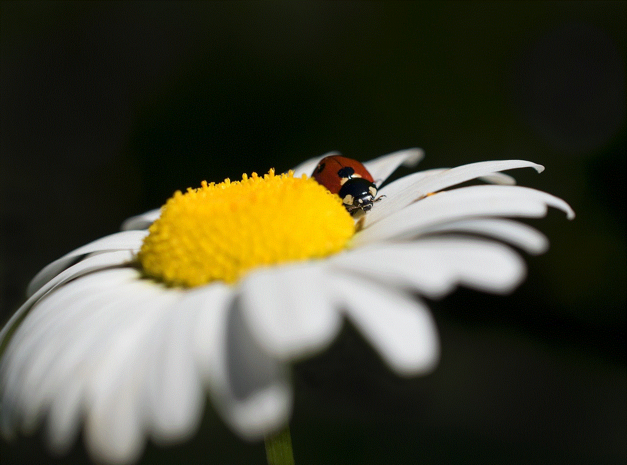 Ladybug Insect