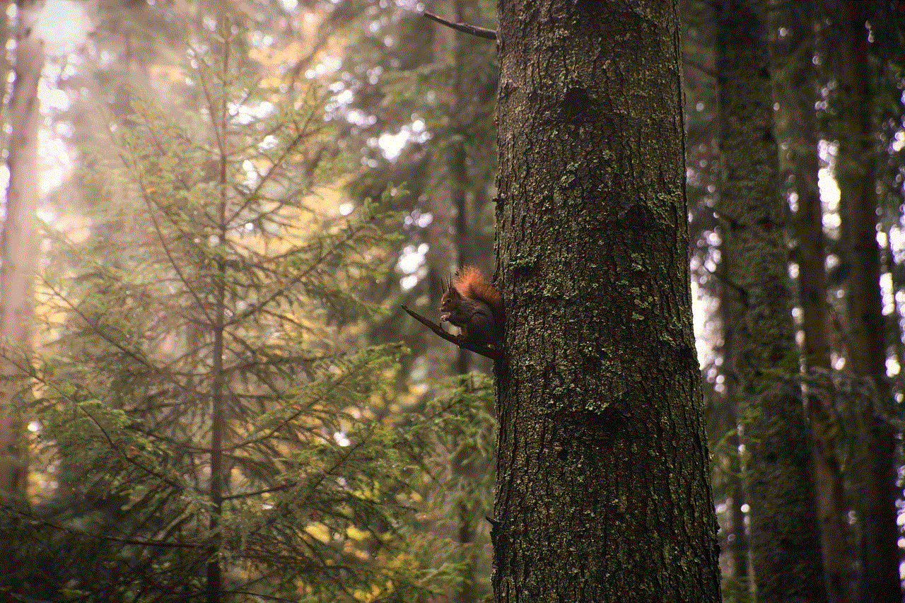 Squirrel Forest
