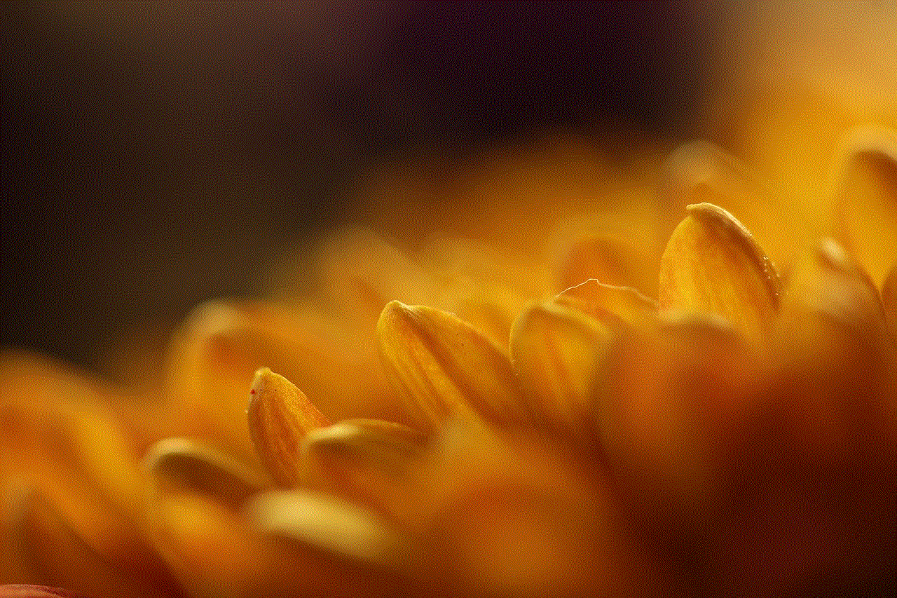 Gerbera Yellow Gerbera Yellow
